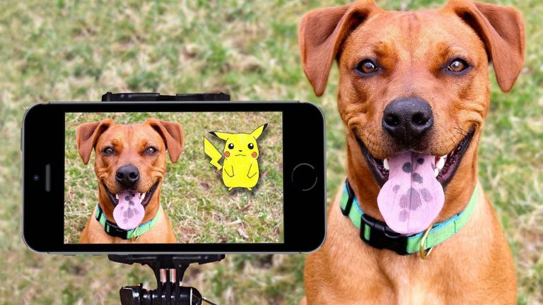 pokemon, pikachu, dog-1521104.jpg